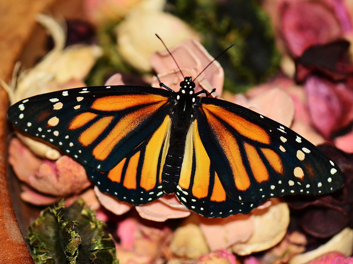 danaus-plexippus-linnaeus-samica