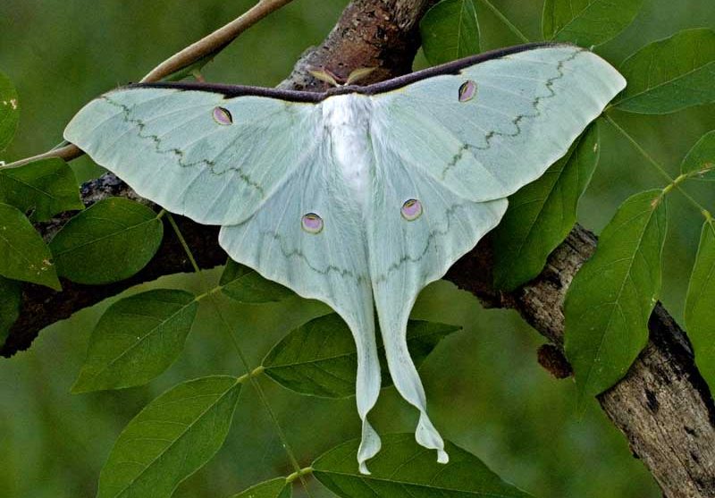 actias-sinensis