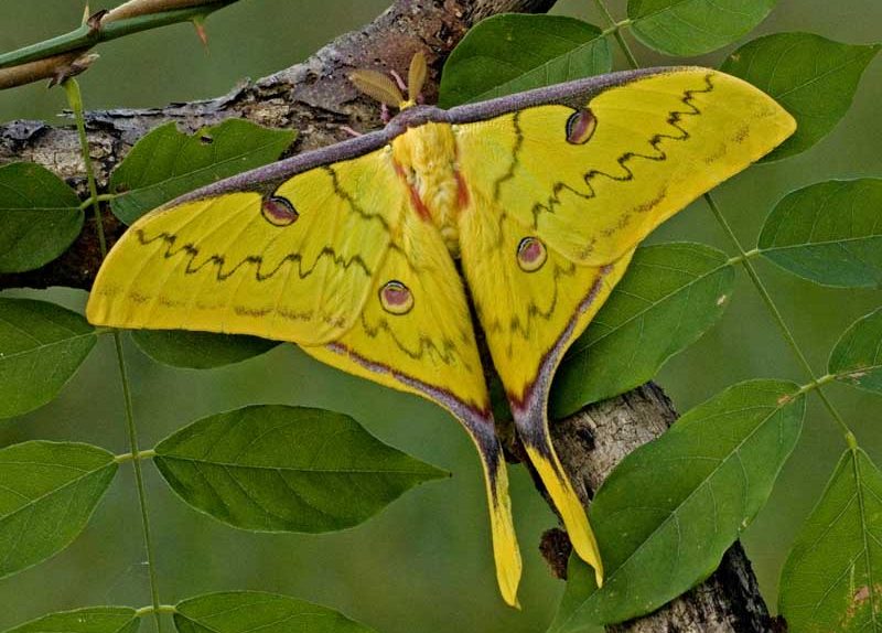 actias-sinensis