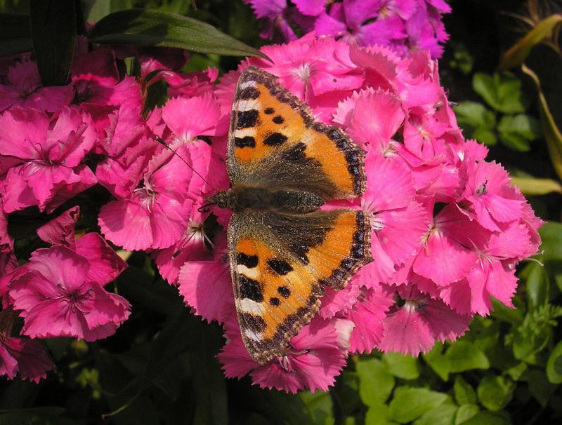 aglais-urticae