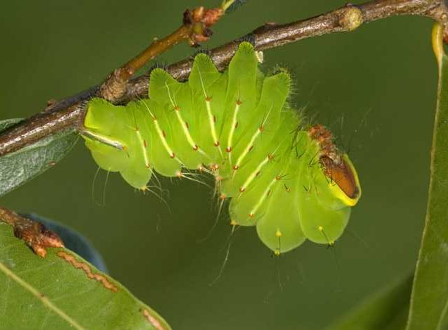 antheraea-oculea