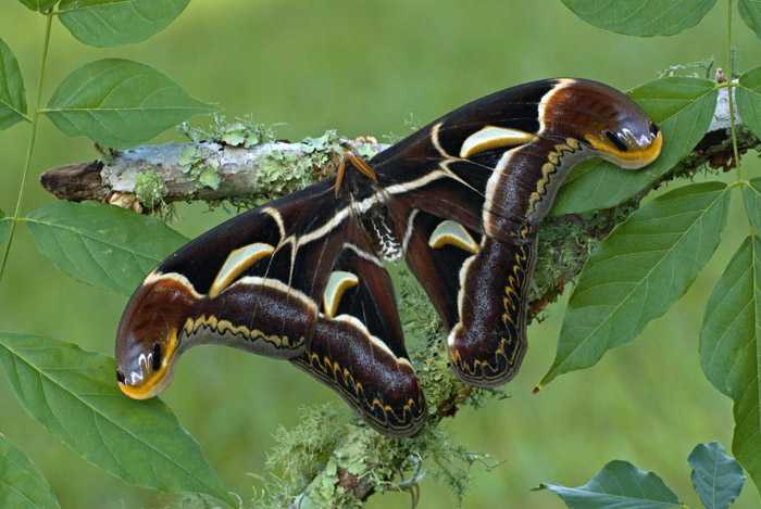 archaeoattacus-edwardsii