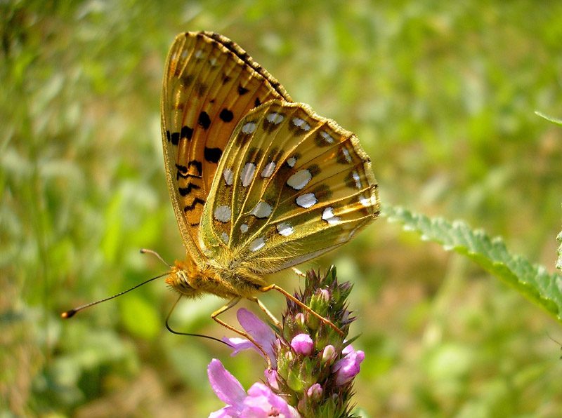 argynnis-aglaja