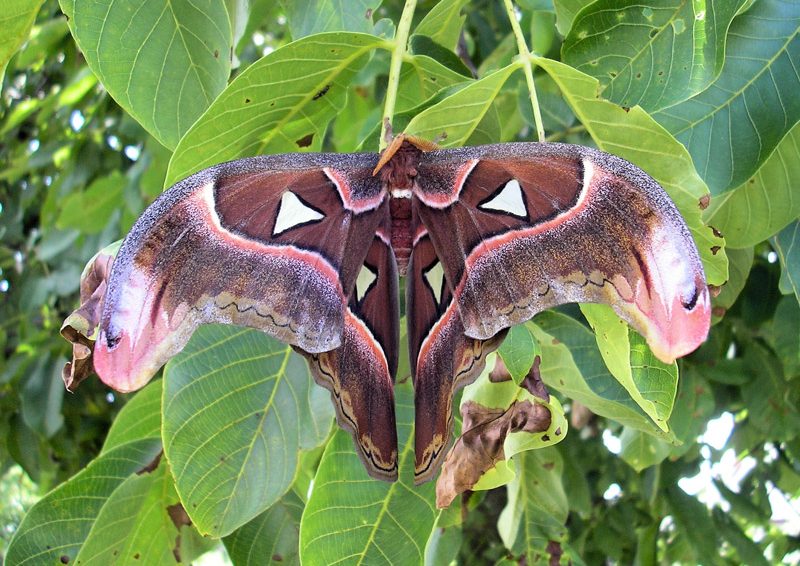 attacus-lorquinii