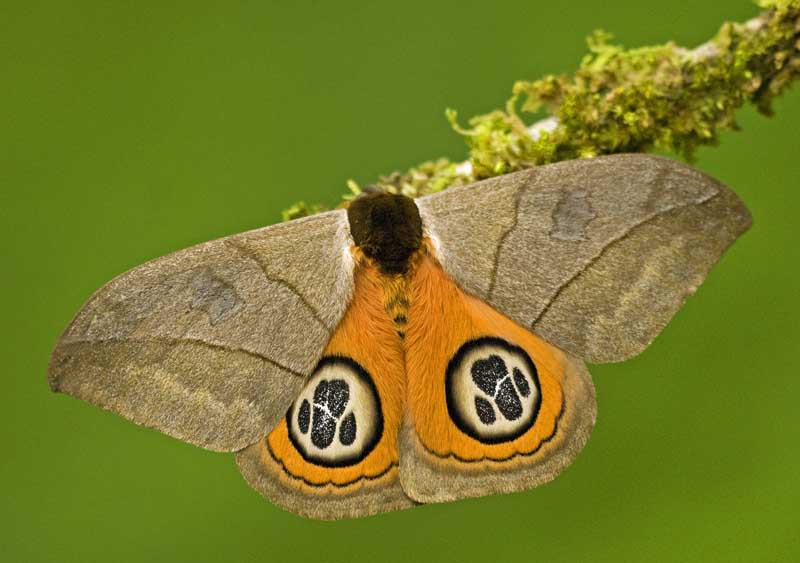 automeris-liberia