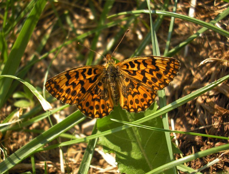 boloria-dia