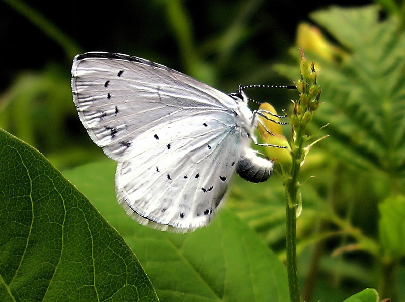 celastrina-argiolus