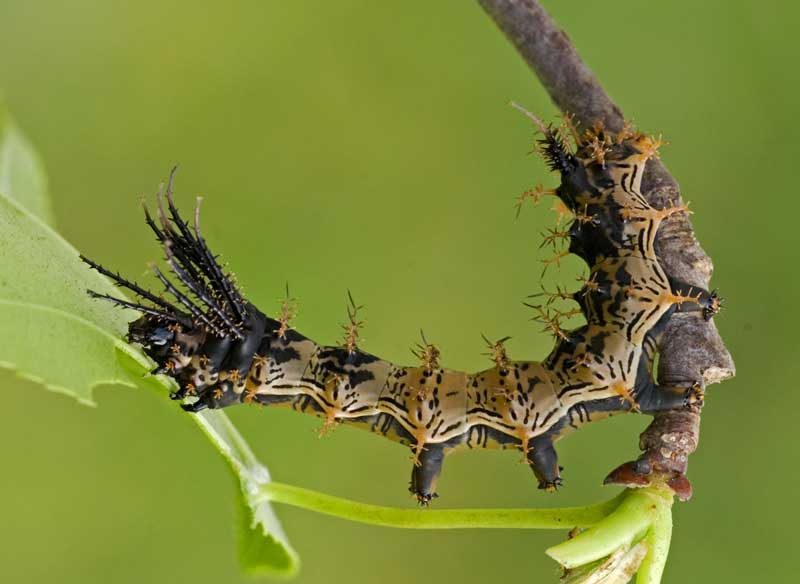 citheronia-hamifera