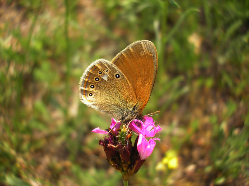 coenonympha-glycerion