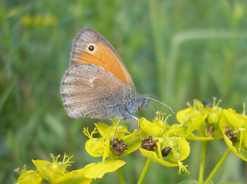 coenonympha-pamphilus