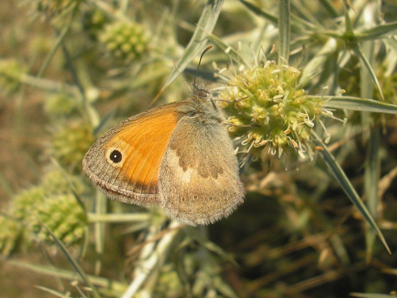 coenonympha-pamphilus