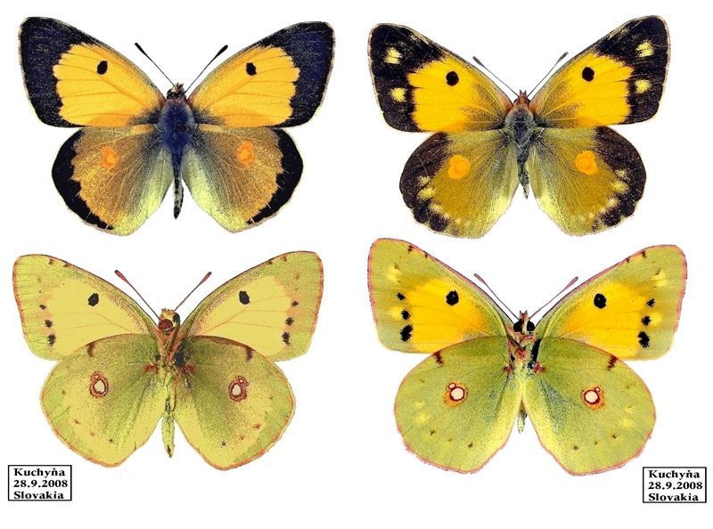 colias-crocea