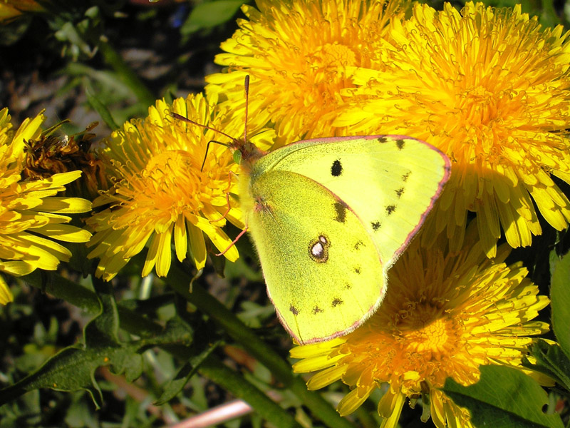 colias-hyale