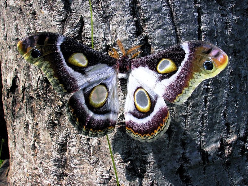 epiphora-bauhiniae