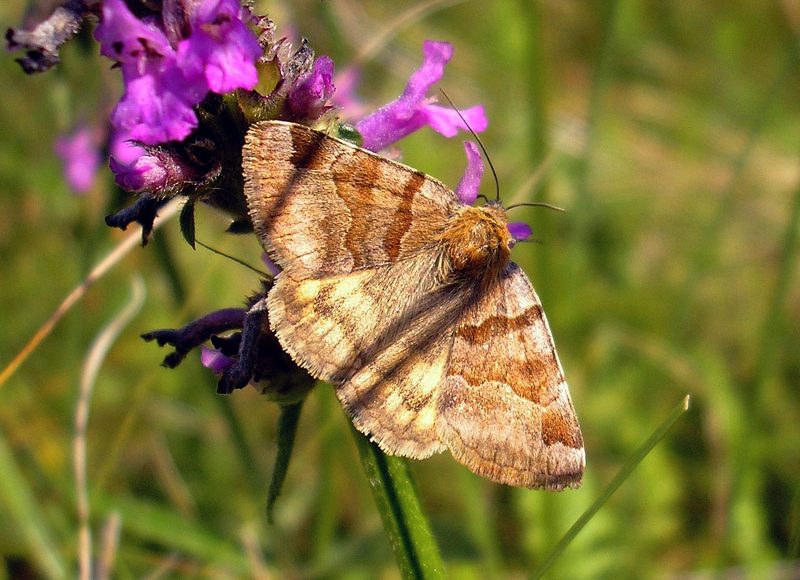 euclidia-glyphica