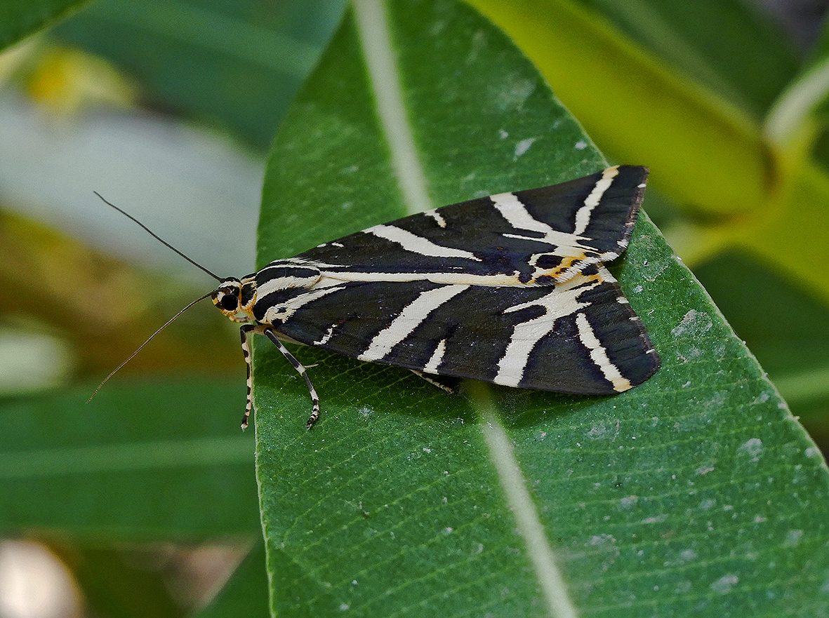 euplagia-quadripunctaria