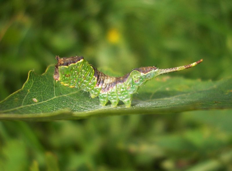 furcula-bifida