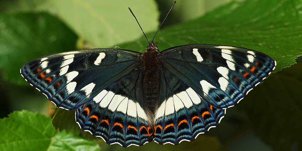 HP-20-limenitispopuli