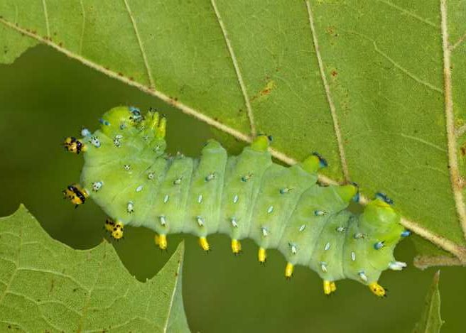 hyalophora-cecropia