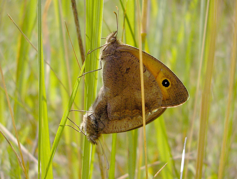 hyponephele-lupina