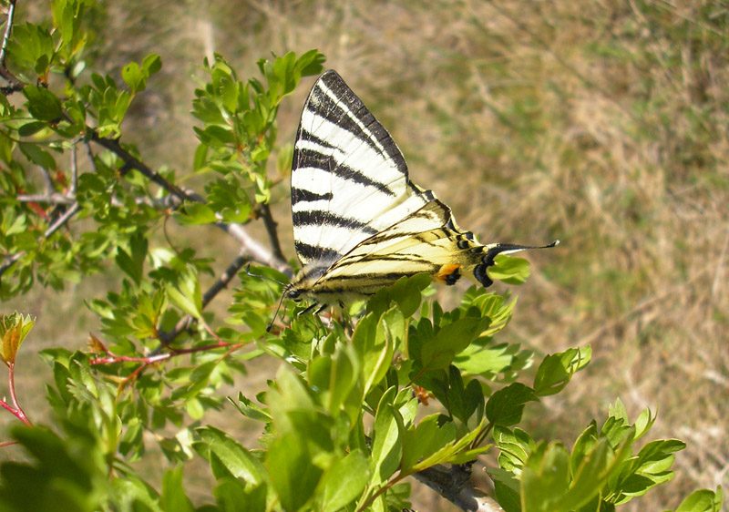 Iphiclides-podalirius