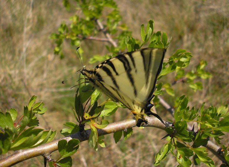 Iphiclides-podalirius