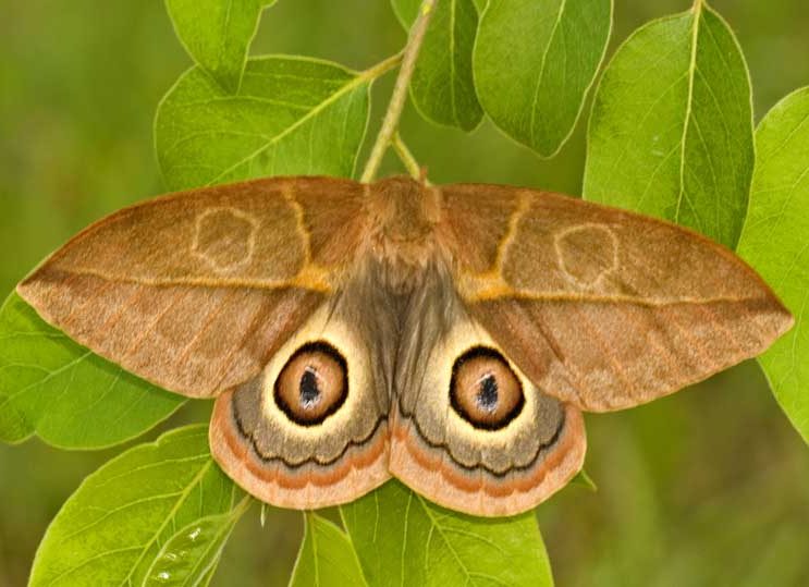 leucanella-lynx