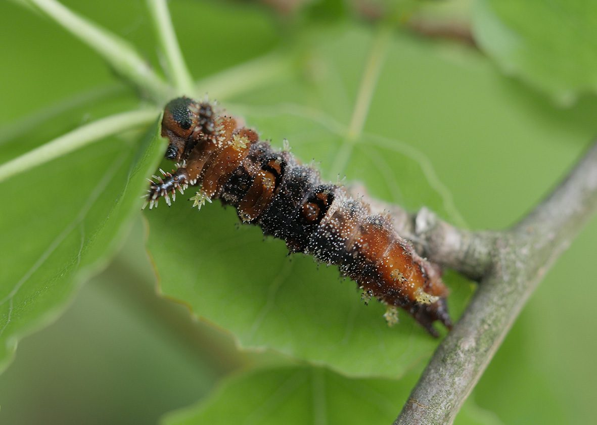 limenitis-populi