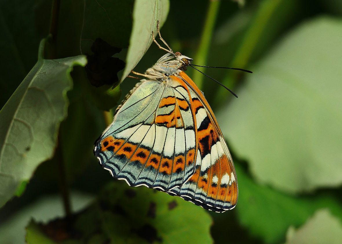 limenitis-populi