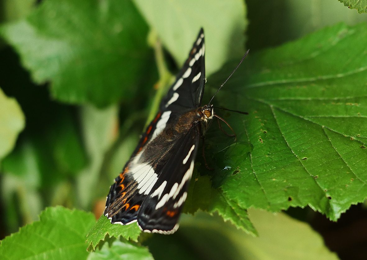 limenitis-populi