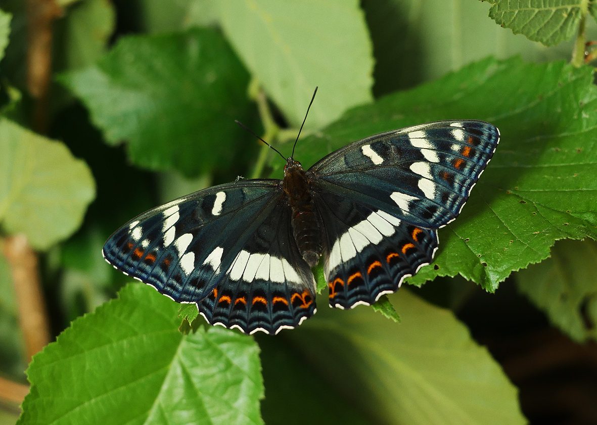 limenitis-populi