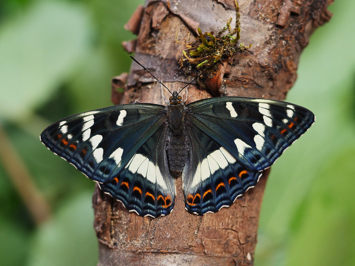 limenitis-populi