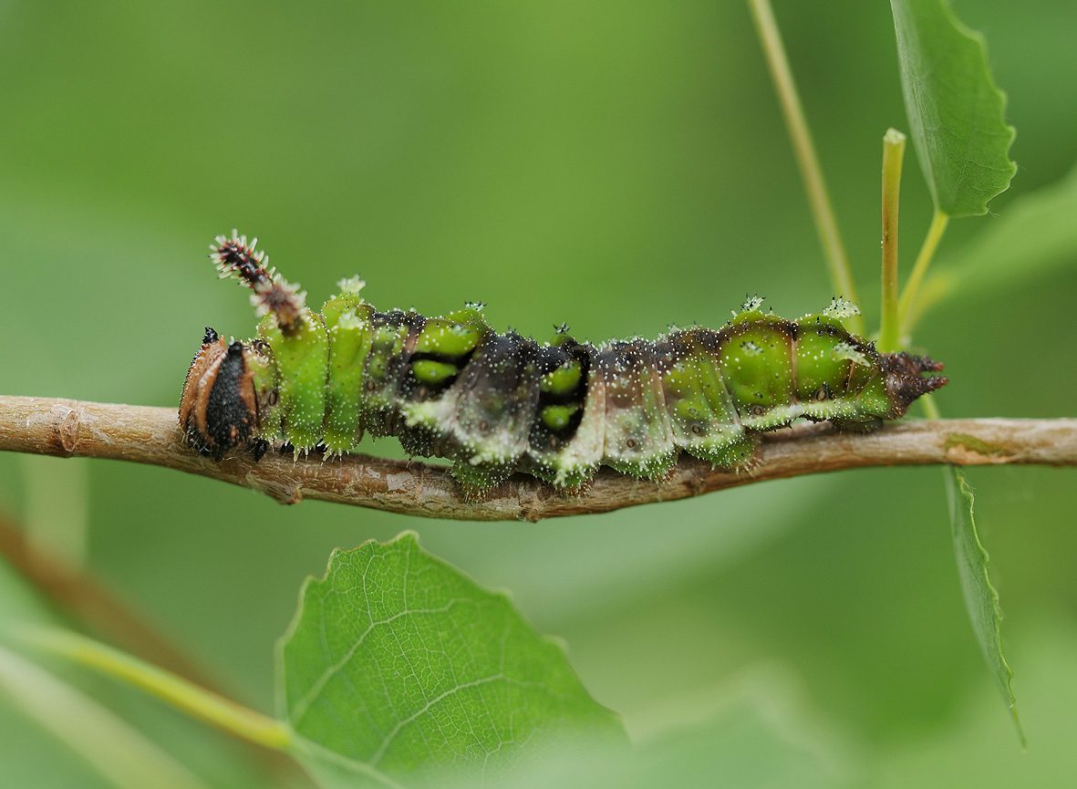 limenitis-populi