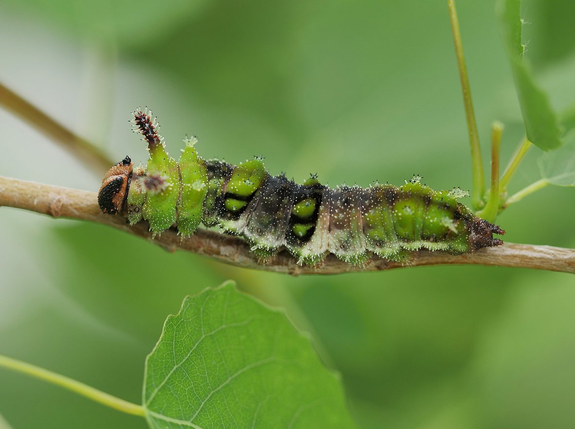 limenitis-populi