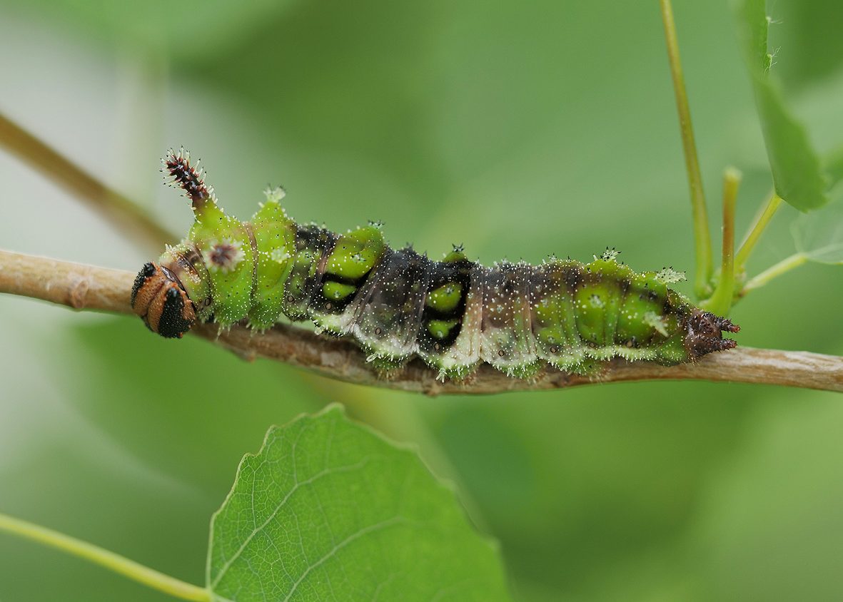 limenitis-populi