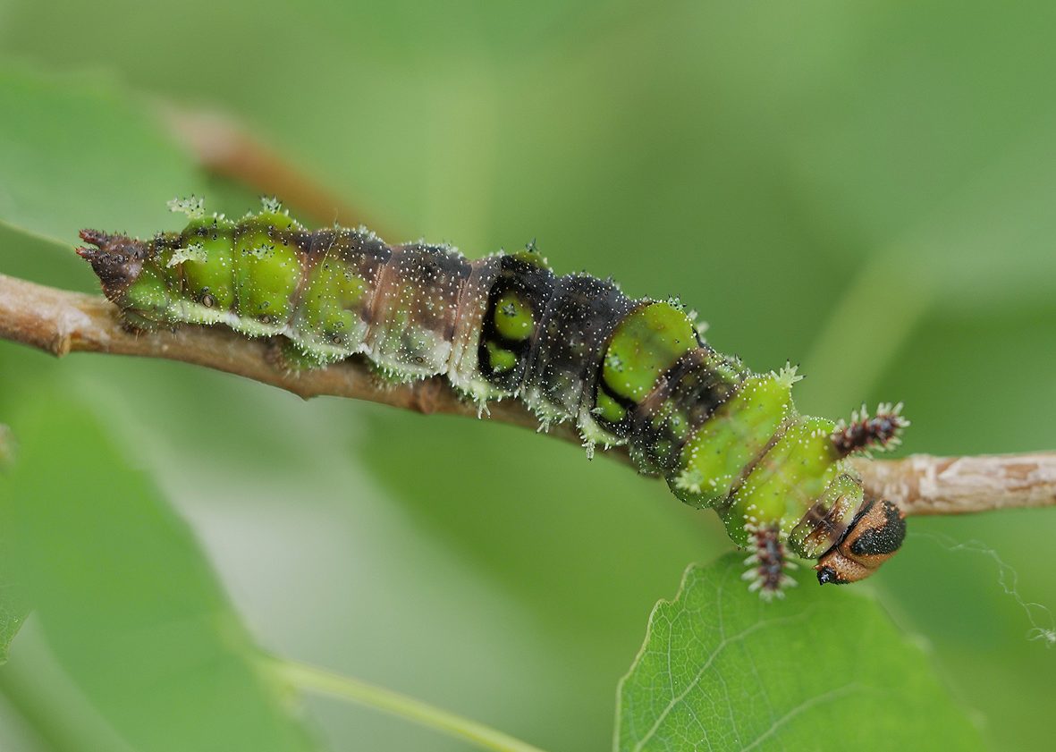 limenitis-populi