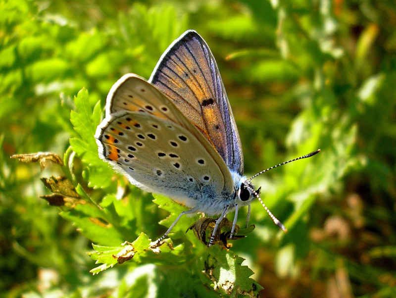 lycaena-alciphron