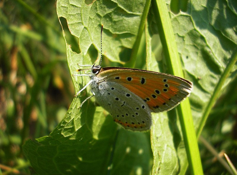 lycaena-dispar