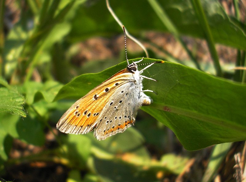 lycaena-dispar