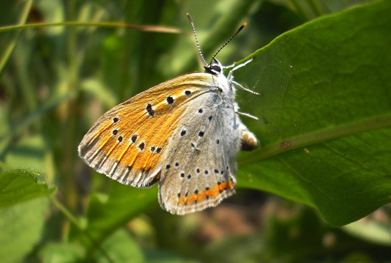 lycaena-dispar