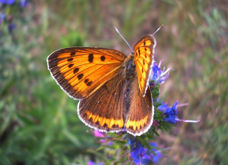 lycaena-dispar