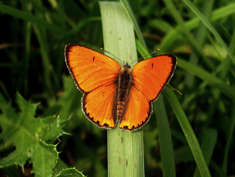 lycaena-dispar