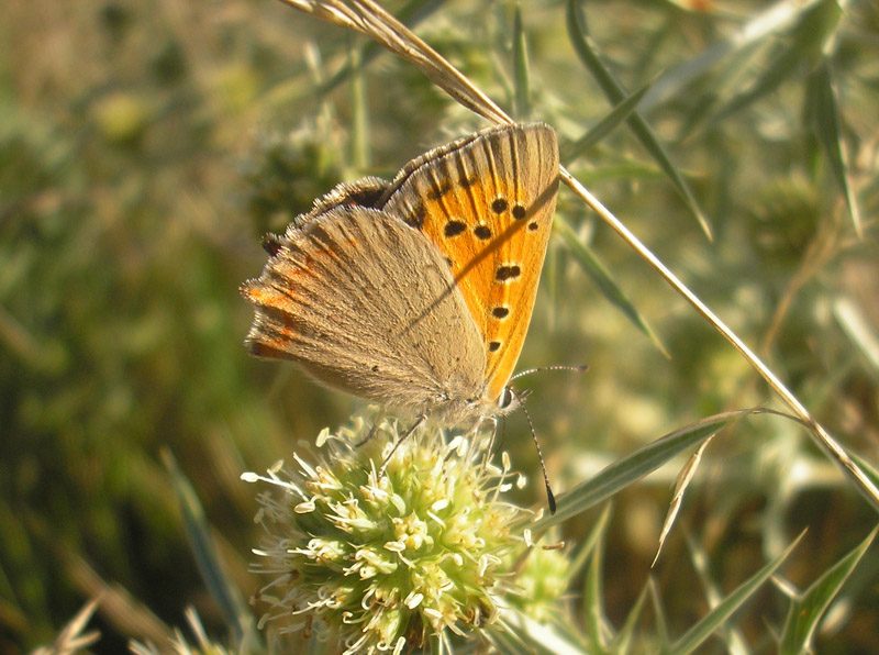 lycaena-phlaeas