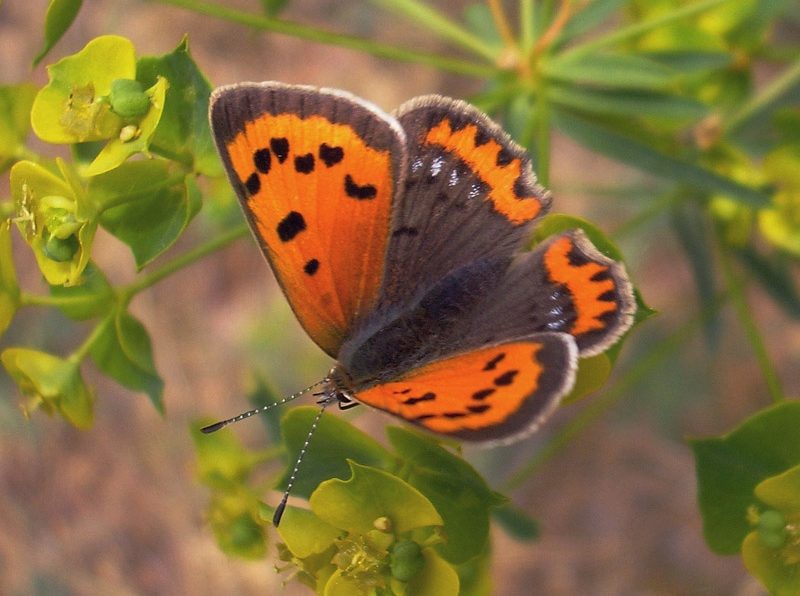 lycaena-phlaeas