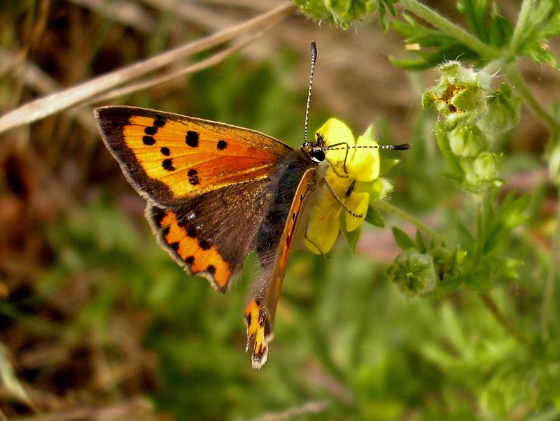 lycaena-phlaeas