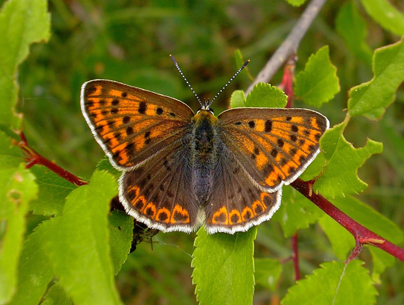 lycaena-tityrus