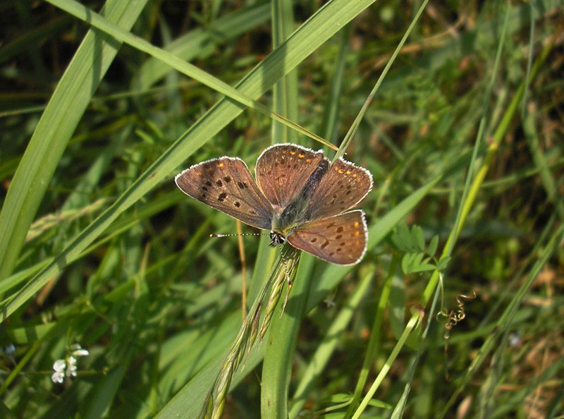 lycaena-tityrus