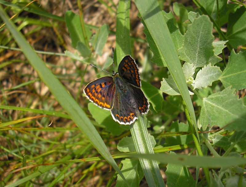 lycaena-tityrus