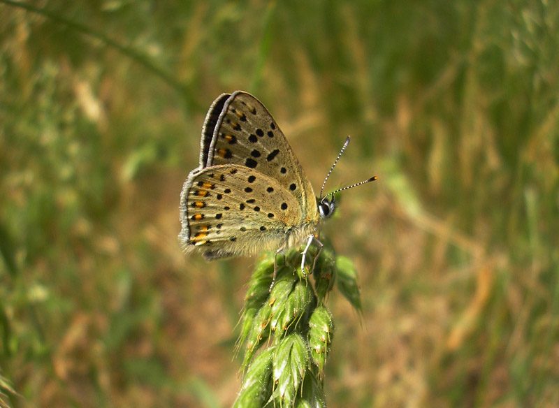 lycaena-tityrus