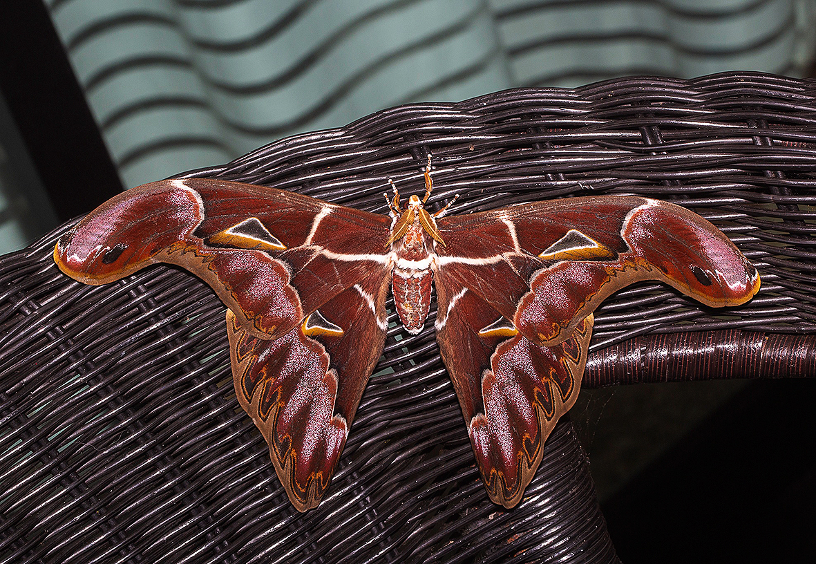 archaeoattacus-staudingeri